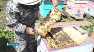 Пчеловоды Хакасии собирают хороший урожай