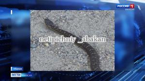 В Абакане участились встречи со змеями