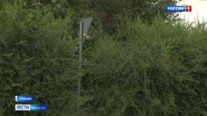 Дорожный знак, который «спрятался» в кустах