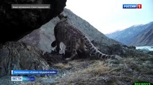 В Саяно-Шушенском заповеднике обитают уже 11 ирбисов