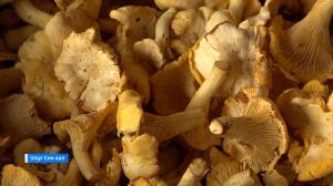 Жители Таштыпского района собирают лисички 