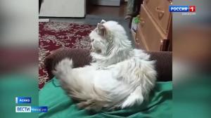 Кошка-рекордсмен?