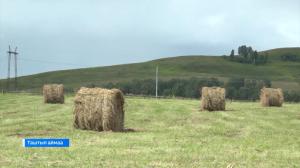 В Таштыпском районе заготовлено более 3,5 тысячи тонны сена