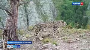 В Саяно-Шушенском заповеднике стало больше снежных барсов