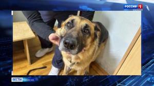 Жителя Абазы будут судить за то, что он натравил собаку на полицейских 