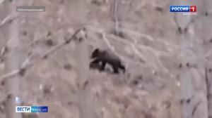В Хакасии обезвредили 2 медведей