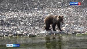 В Абазе снова видели медведей, в городе дежурят охотники