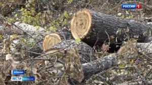В Абакане создадут программу по замене старых тополей
