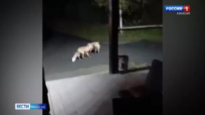 В Абазе – лисы