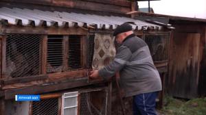 Житель села Апчинаев лишился кроликов из-за бездомных собак