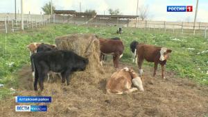 В Хакасии планируется открыть еще две штраф-площадки для животных без документов 