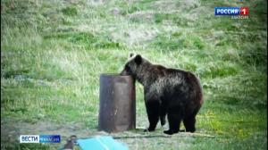 За осень в Хакасии добыто 18 медведей