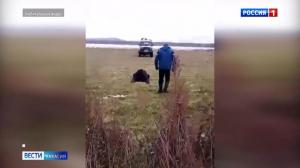 В Хакасии на выходных обезвредили 2 медведей