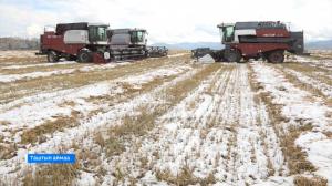 В Таштыпском районе уборочная кампания продолжается