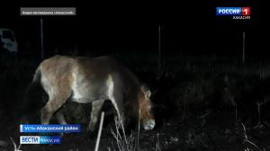 В Хакасии спецбортом доставили лошадей Пржевальского