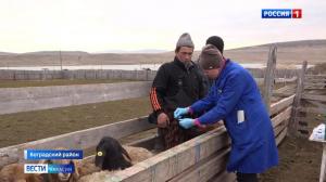 В Хакасии чипируют мелкий рогатый скот