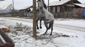 Азых чоохтазыг. Лошадь-рысак