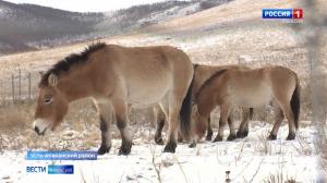 Лошади Пржевальского хорошо адаптировались к новому месту жительства