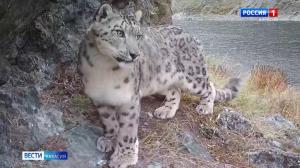 В Саяно-Шушенском заповеднике в этом году родились 6 котят снежного барса