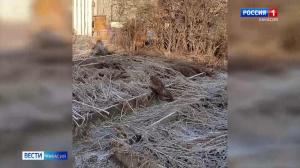 «Мобильный репортёр»: жительница Абакана просит спасти птицу