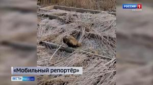 Дикой птице, которая не может летать, больше ничего не угрожает 