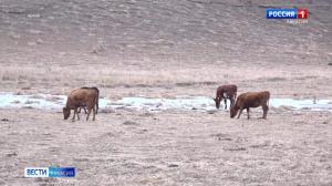 Новые подробности в деле о краже коров в Бейском районе 