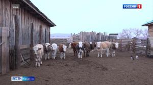 Как решить проблему с отсутствием организованного выпаса домашнего скота? 