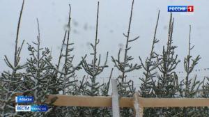 В Абакане открылись ёлочные базары 