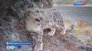 В России впервые создан каталог всех снежных барсов 