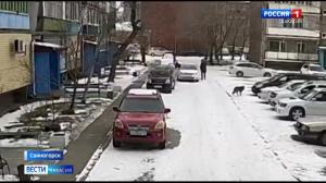 В Саяногорске обсуждают исчезновение бездомной собаки 