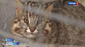 Дальневосточному коту из Абаканского зоопарка выбирают имя