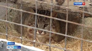 Имя амурскому коту выбрано!