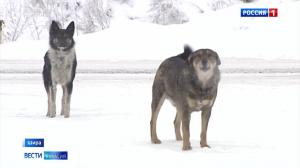 Суд оштрафовал жительницу Шира, за то, что её собаки напали на девочку