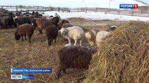 В Аскизском районе успешно реализуют программу по развитию овцеводства