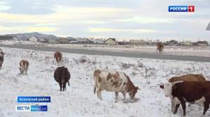 Безнадзорный выпас скота - серьезная проблема для автомобилистов в Хакасии