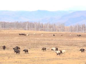 Азых чоохтазыг. Возвращение к традициям