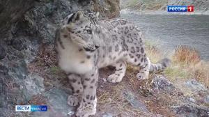 В Хакасии будут разводить снежных барсов