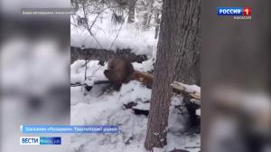 В заказнике «Позарым» спасли соболя, попавшего в капкан