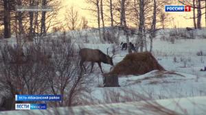 В Хакасии продолжают подкармливать диких животных 
