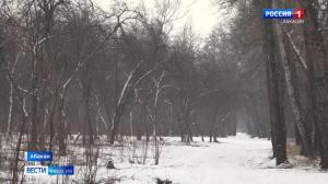 В Абакане восстановят яблоневый сад