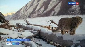 В Саяно-Шушенском заповеднике посчитали ирбисов 