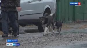 В Усть-Абакане на школьниц напала собака, у которой есть хозяин
