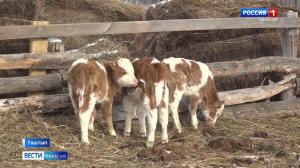 В Таштыпе в одном из хозяйств у коровы родилась тройня